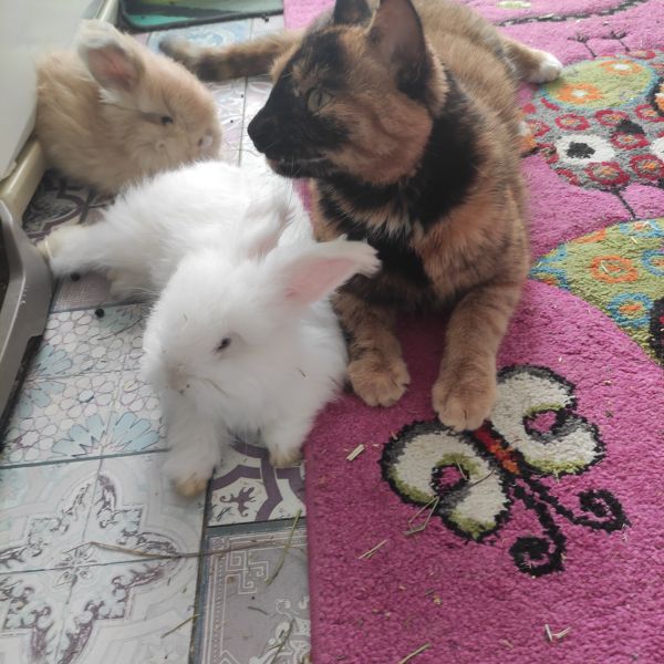 Diesel onze konijnen vriend.