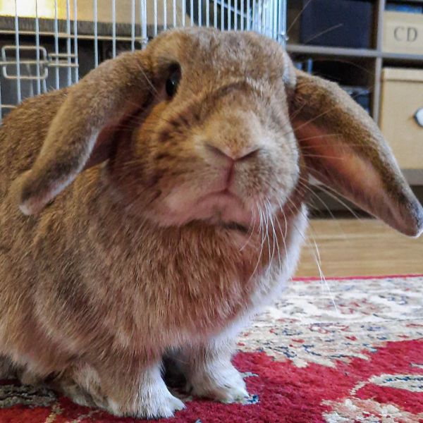 Clyde