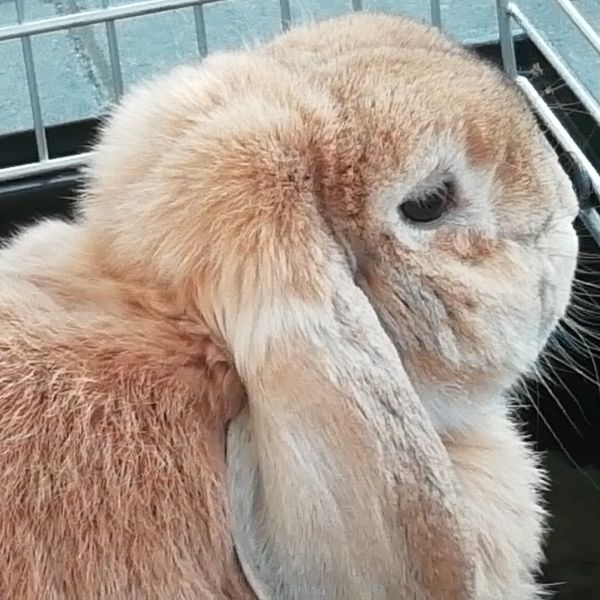 Stampertje