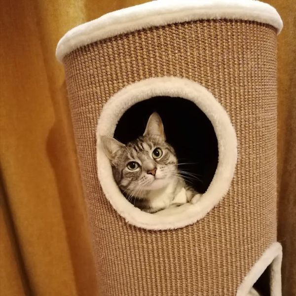 Bibi