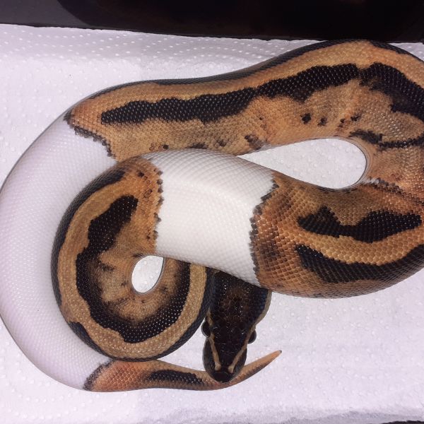Pied
