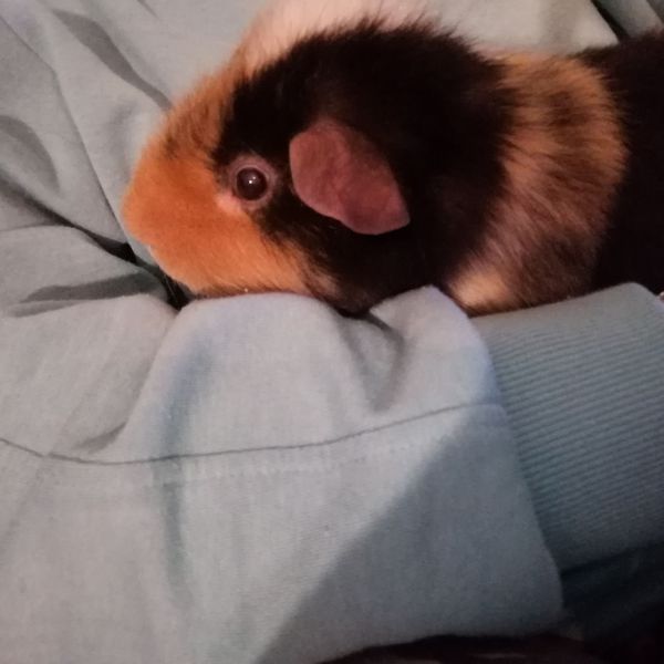 Ted