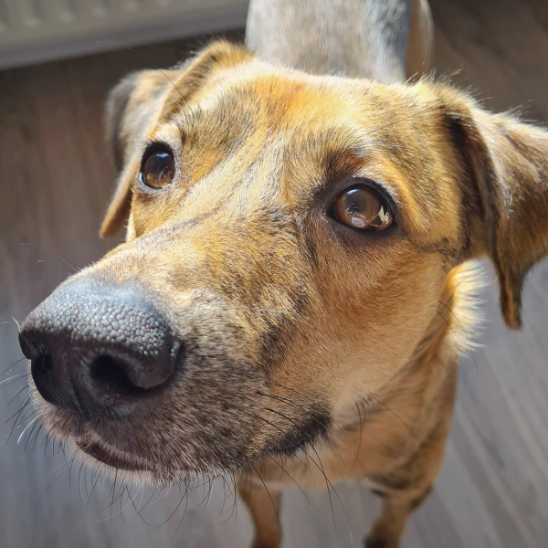 Milo