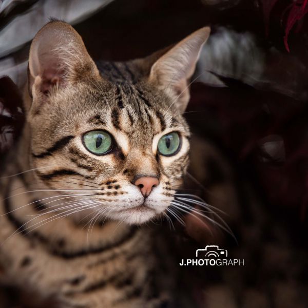 Bella