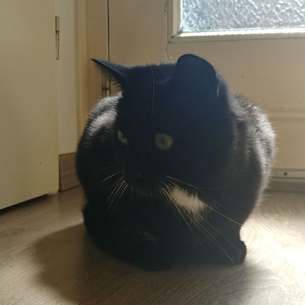 Muis