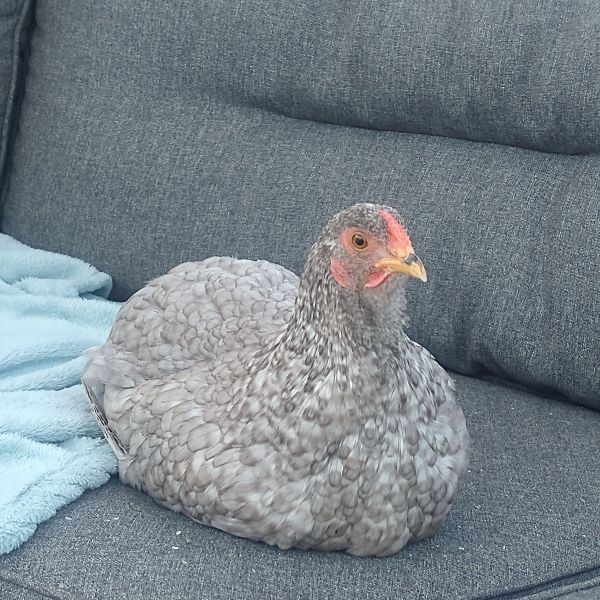 Cucco