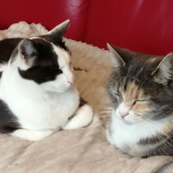 Saartje en Wiske