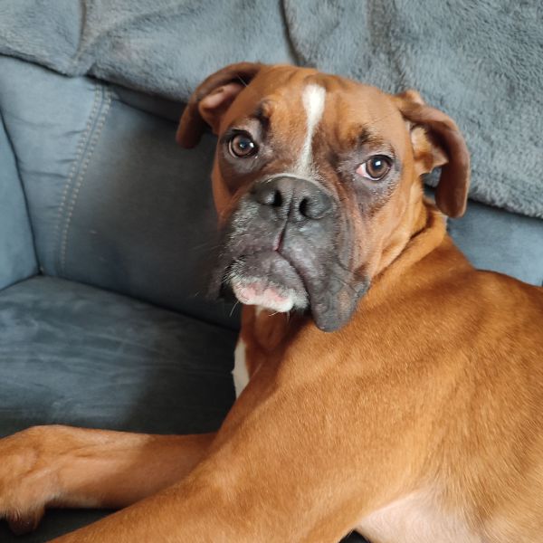 Cooper