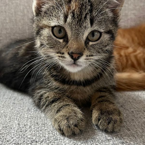 Taro