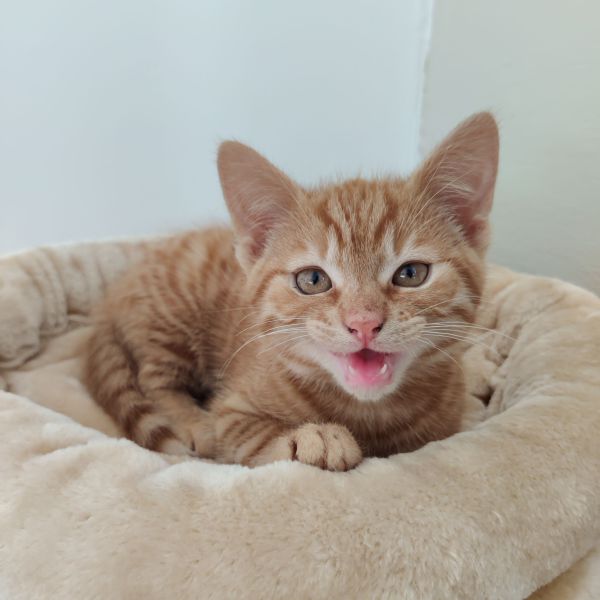 Mochi