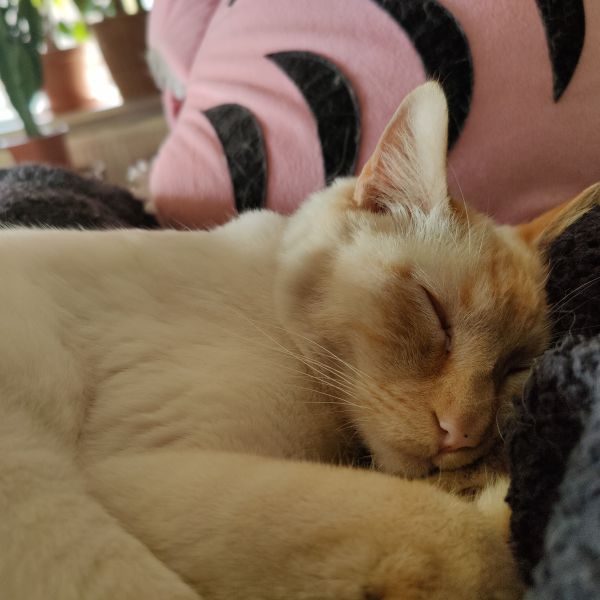 Otis