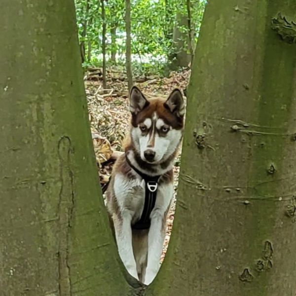 Zoya