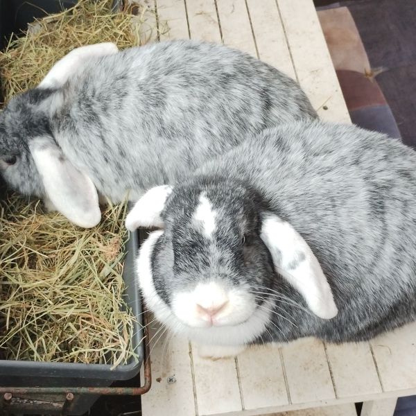 Abby, turbo en choco