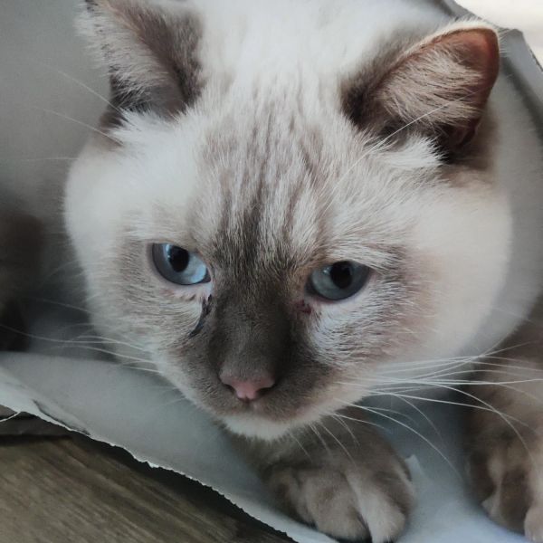 Finn
