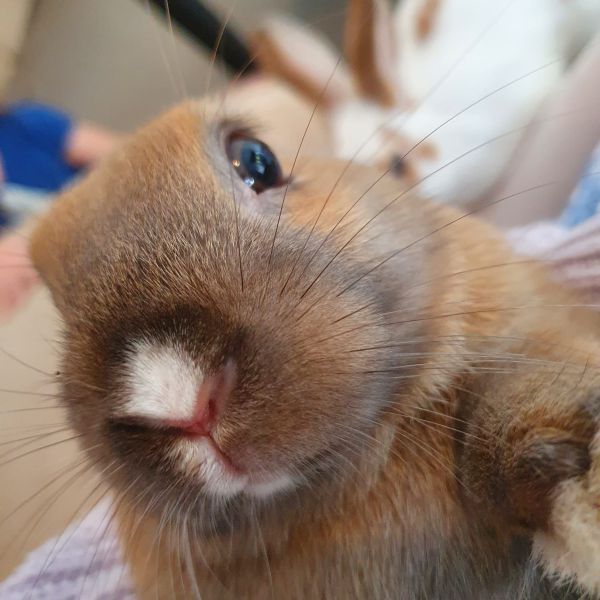 Brownie