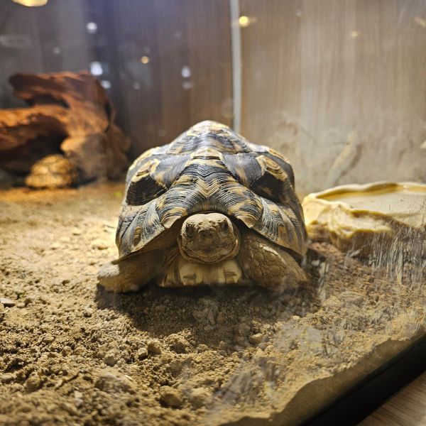 Shelly, panterschildpad