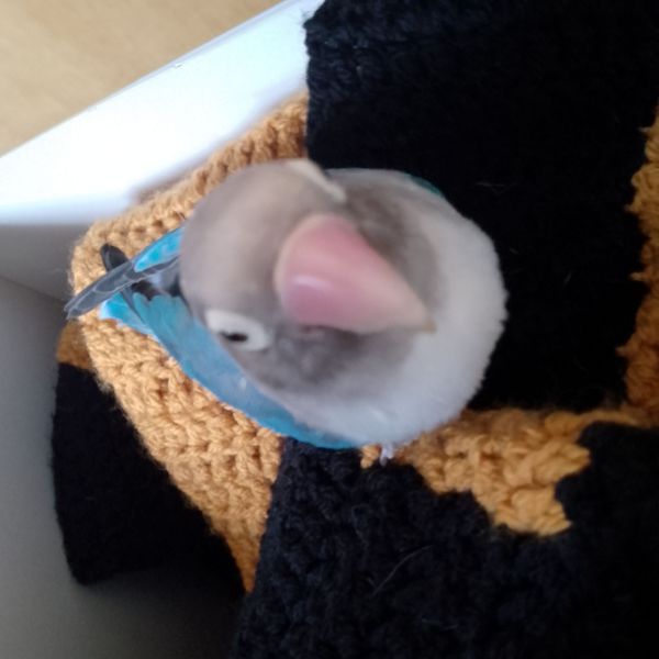 Coco