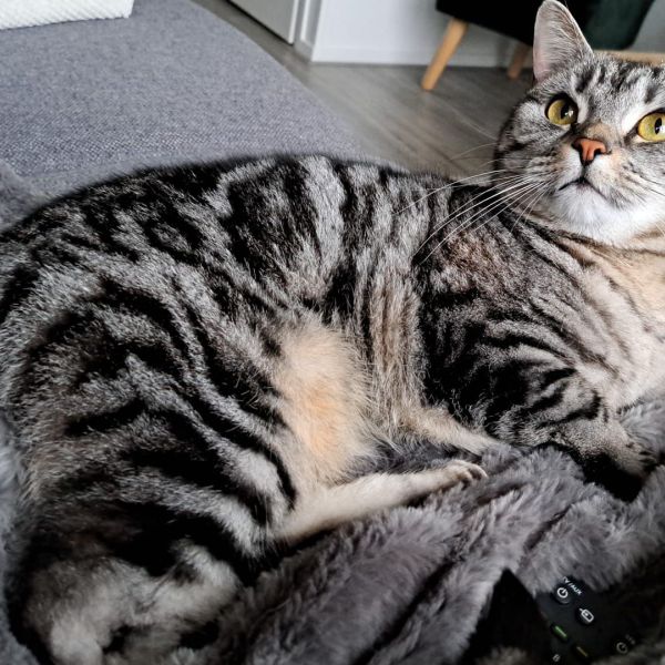Diva