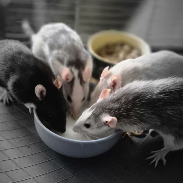 Layla, Juliet, Leanor, Stella