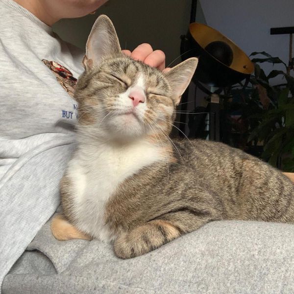 Mitsi