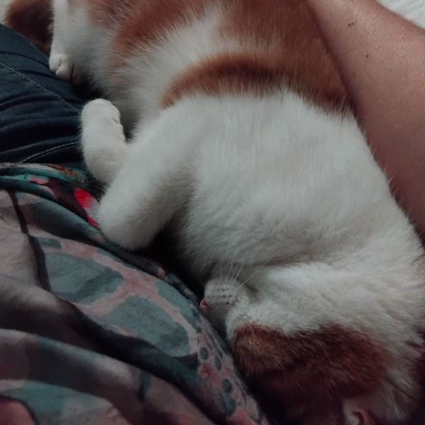 Fritsie