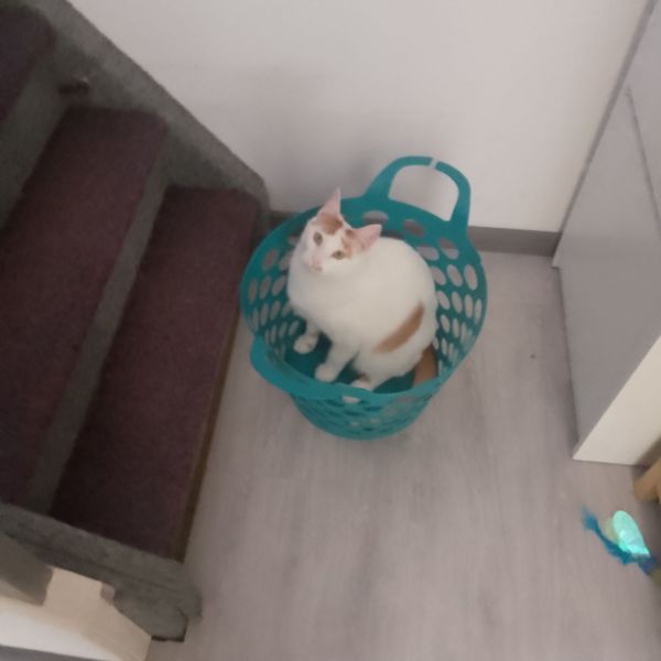 Max (Maximus)