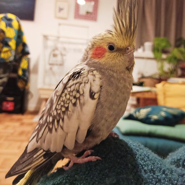 Disco