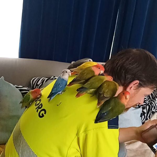 Agapornis