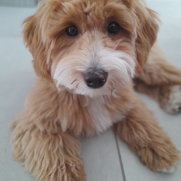 Bowie