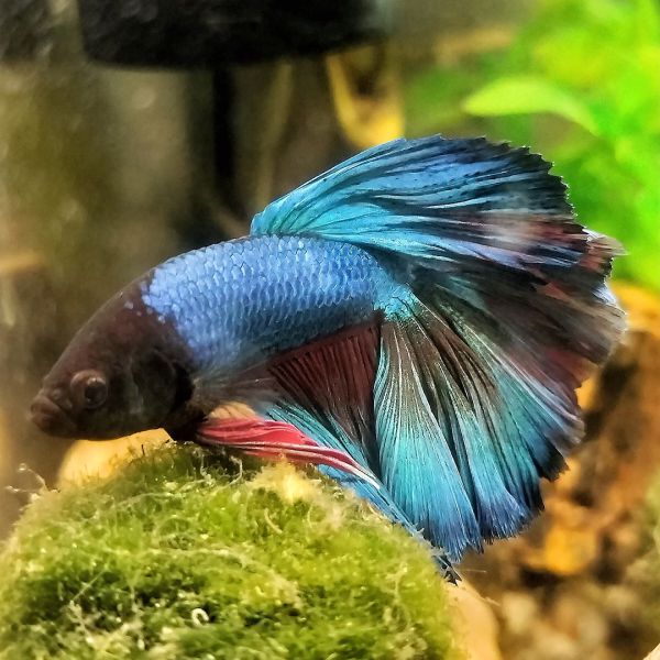 Herman
