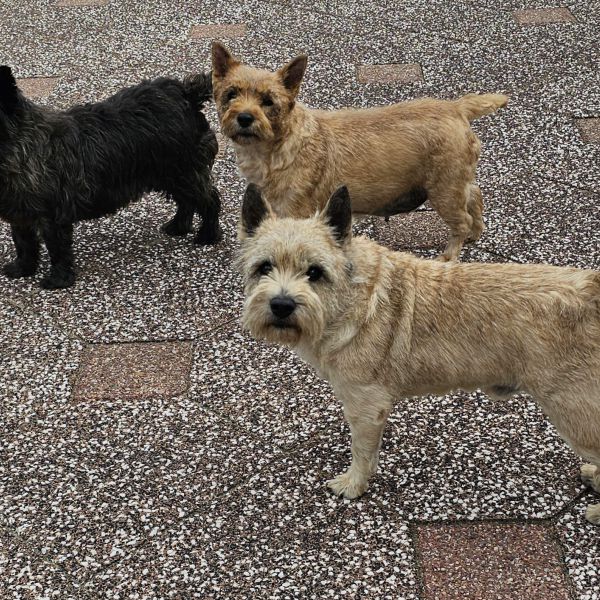 Bohdie Romy Maudje en Lilly