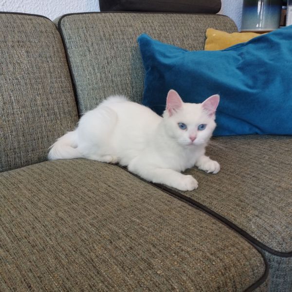Yuki