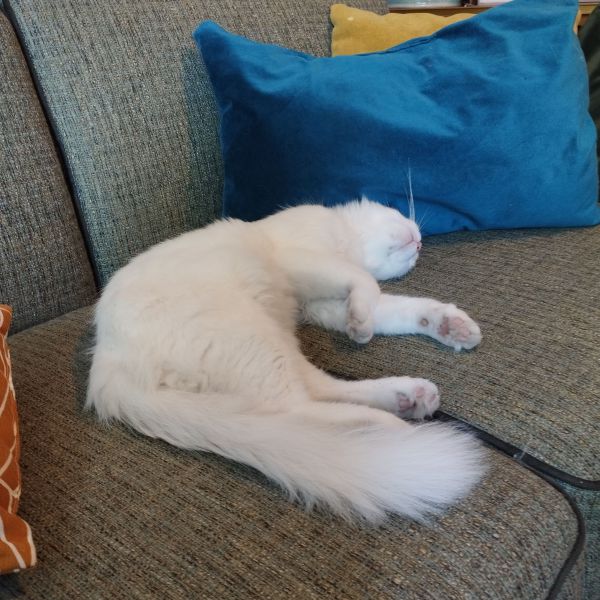 Kittens van Yuki (verwacht)