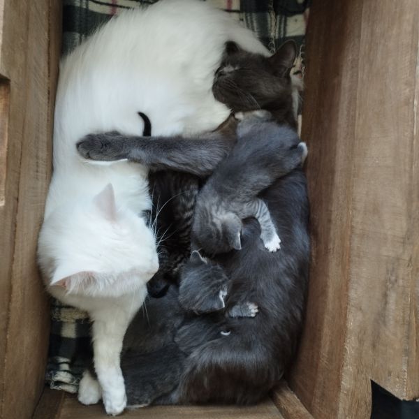 Leyla (moeder van 5 kittens)