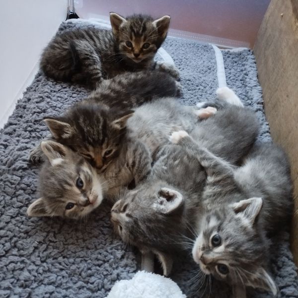 Kittens van Leyla, 3xV, 2xM