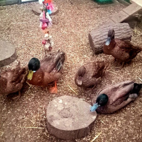 Merlijn, Jut, Daisy, Lily, Zoë