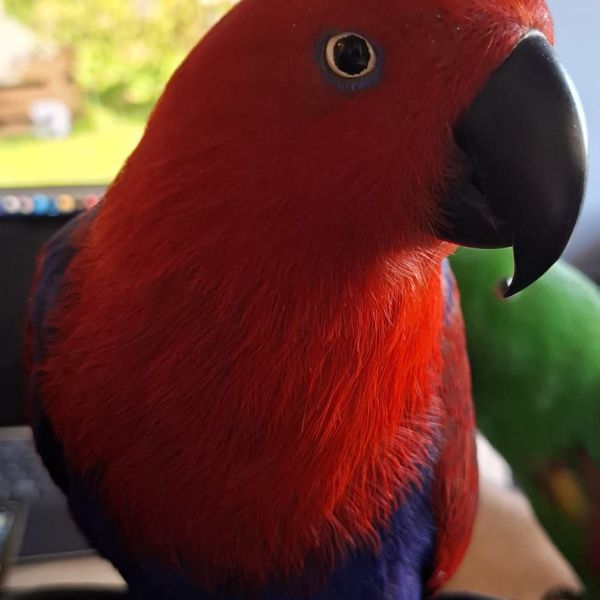 Ginny, Gino en Elmo en de baby
