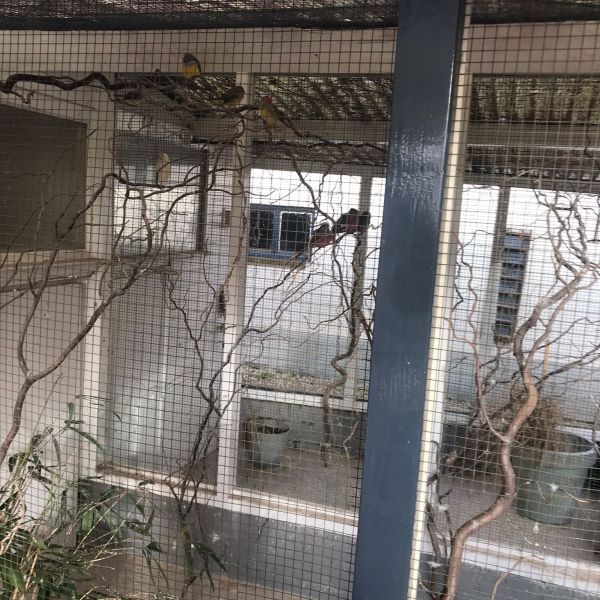 Ca. 30 voliere vogels