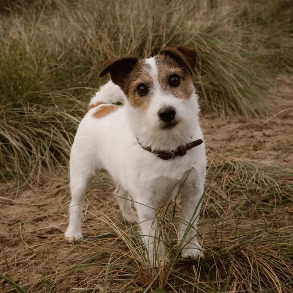 MORRIS