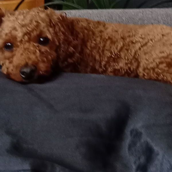 Lizzy