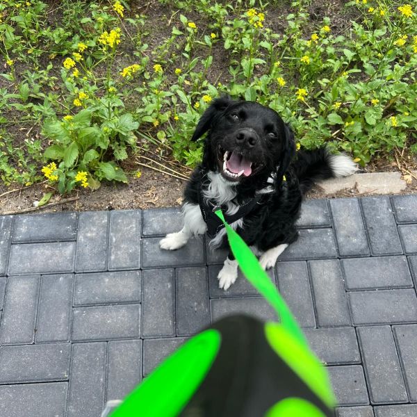 Buddy