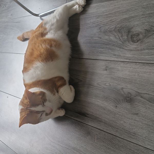 Miko
