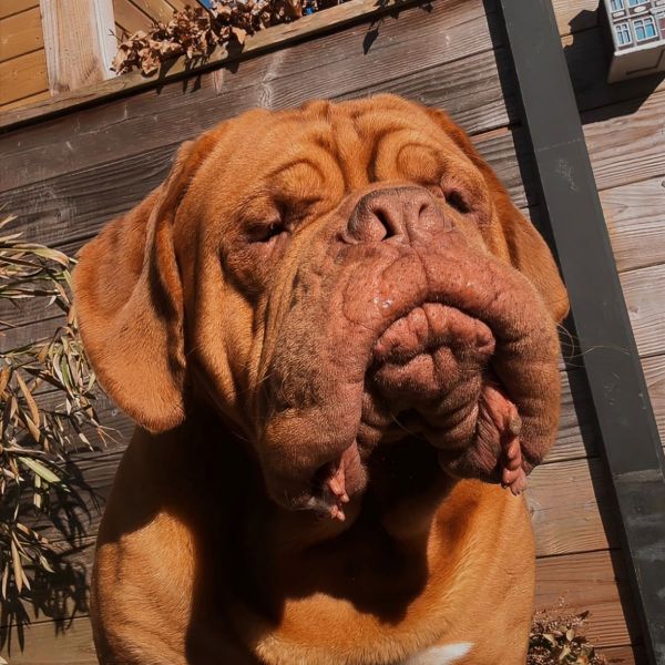 Diesel