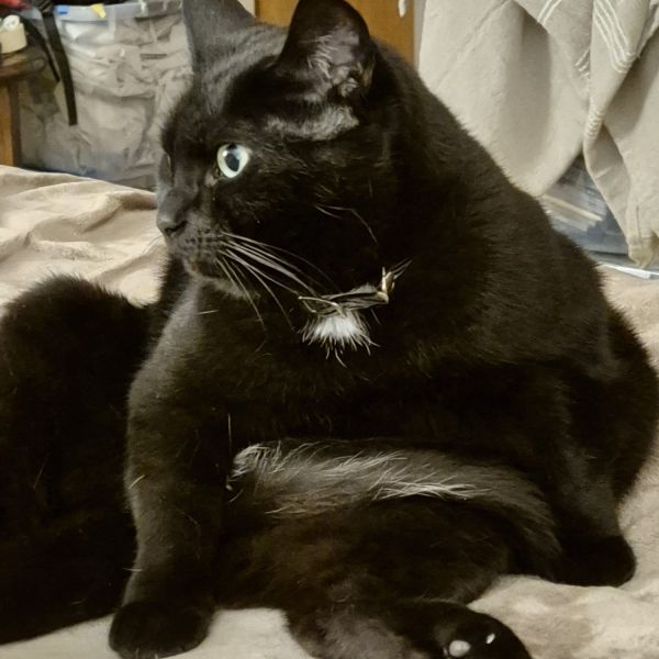 Odin