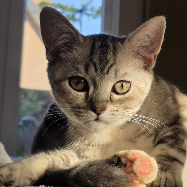 Nova