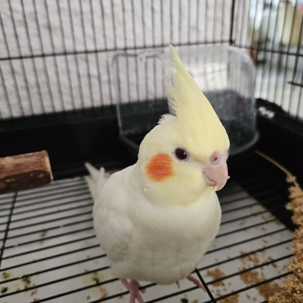 Bonibon
