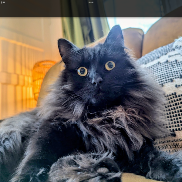 Cosmo