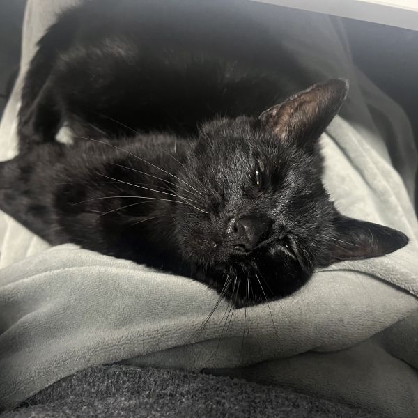 Pip