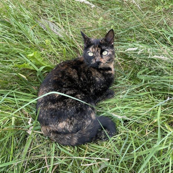 Felis