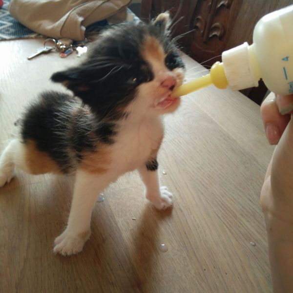 Pipi